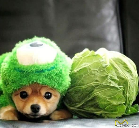 我是不是养了一只小狐狸？日本超萌变装博美犬！