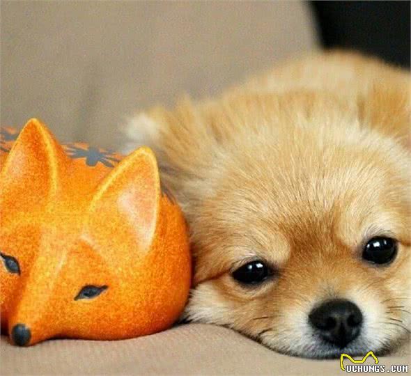 我是不是养了一只小狐狸？日本超萌变装博美犬！