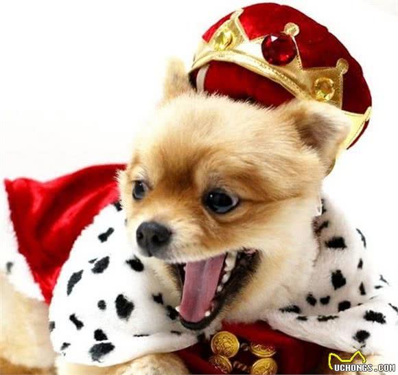 我是不是养了一只小狐狸？日本超萌变装博美犬！