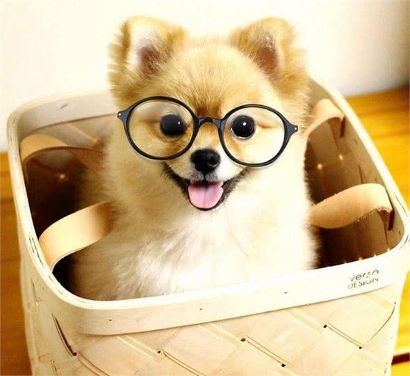 我是不是养了一只小狐狸？日本超萌变装博美犬！