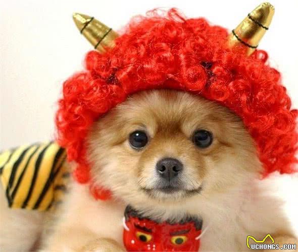 我是不是养了一只小狐狸？日本超萌变装博美犬！