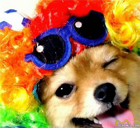 我是不是养了一只小狐狸？日本超萌变装博美犬！
