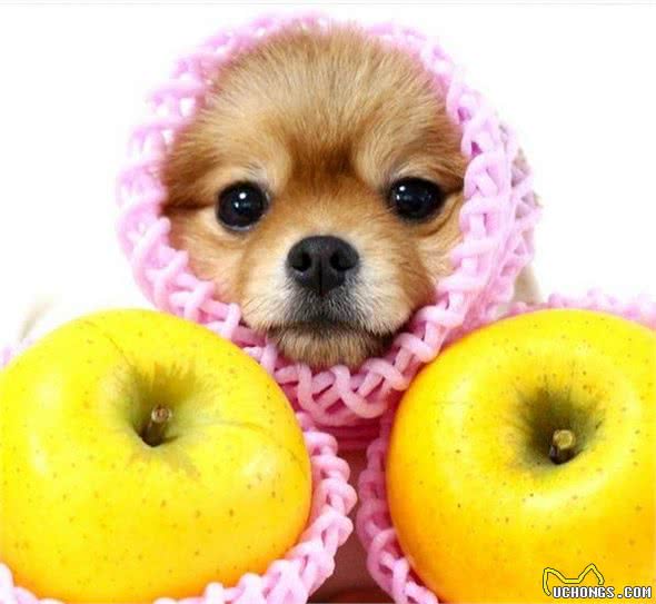 我是不是养了一只小狐狸？日本超萌变装博美犬！