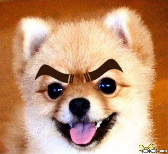 我是不是养了一只小狐狸？日本超萌变装博美犬！