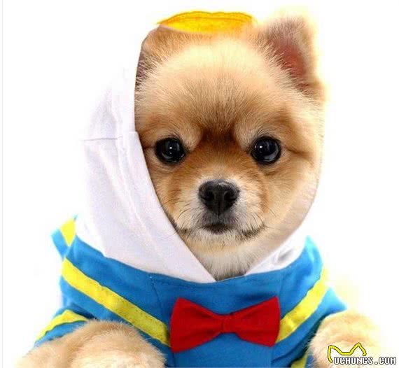 我是不是养了一只小狐狸？日本超萌变装博美犬！