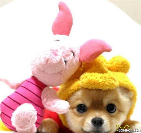 我是不是养了一只小狐狸？日本超萌变装博美犬！