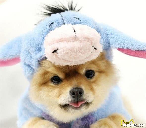 我是不是养了一只小狐狸？日本超萌变装博美犬！