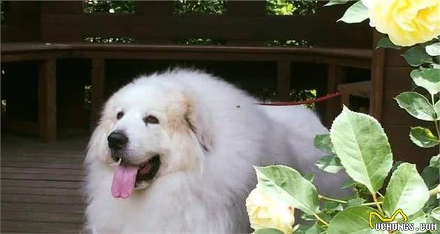 最“护主”的6种狗狗，德牧犬排第二，你家狗狗上榜了吗？