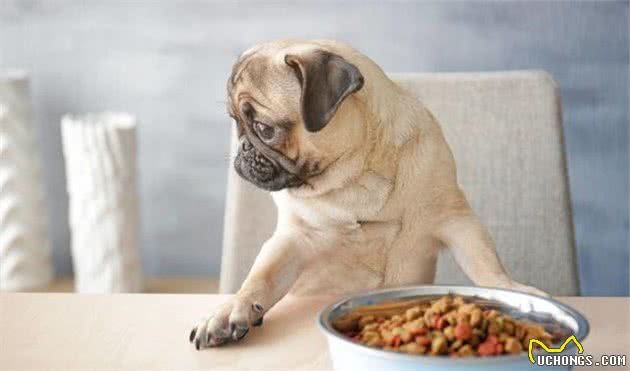 最“护主”的6种狗狗，德牧犬排第二，你家狗狗上榜了吗？