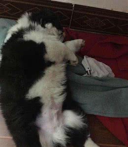 家里的狗狗以为自己失了宠，赖在地上装死以引起主人的注意