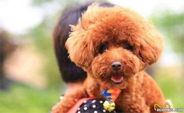 人们最喜欢的狗狗—泰迪犬，优点这么多，怪不得宠主会上瘾