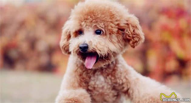 人们最喜欢的狗狗—泰迪犬，优点这么多，怪不得宠主会上瘾