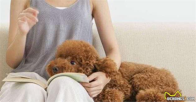人们最喜欢的狗狗—泰迪犬，优点这么多，怪不得宠主会上瘾