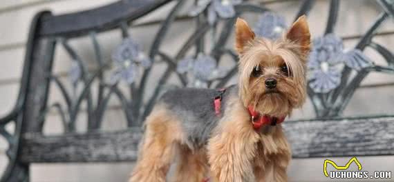 清点最可爱十大小型犬,有你喜欢的小可爱嘛?