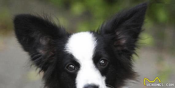 清点最可爱十大小型犬,有你喜欢的小可爱嘛?