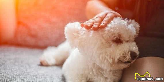清点最可爱十大小型犬,有你喜欢的小可爱嘛?