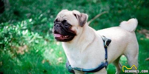 清点最可爱十大小型犬,有你喜欢的小可爱嘛?