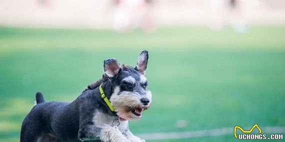 清点最可爱十大小型犬,有你喜欢的小可爱嘛?