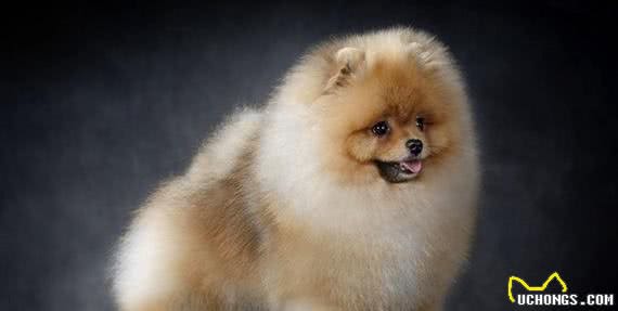 清点最可爱十大小型犬,有你喜欢的小可爱嘛?