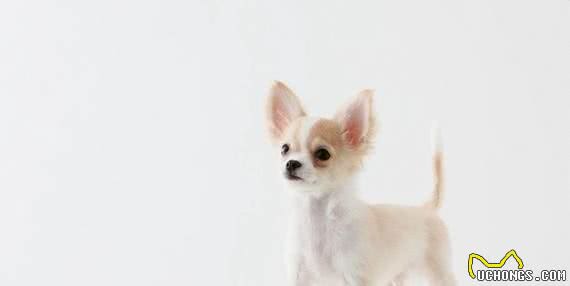 清点最可爱十大小型犬,有你喜欢的小可爱嘛?