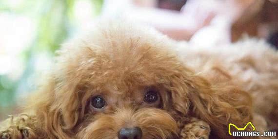 清点最可爱十大小型犬,有你喜欢的小可爱嘛?