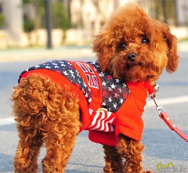 贵宾犬的毛色都有哪些？这些稀有色，你见过吗？