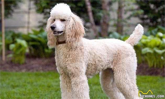 贵宾犬的毛色都有哪些？这些稀有色，你见过吗？
