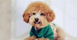 贵宾犬的毛色都有哪些？这些稀有色，你见过吗？