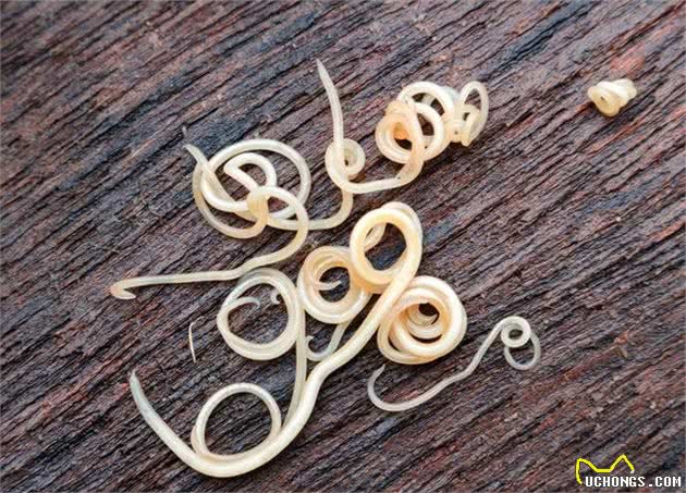 不同年龄段的犬拉稀、呕吐，去宠物医院如何正确选择化验项目