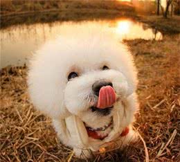 高贵的宫庭犬+熊圆滚滚，比熊犬要怎么挑选？