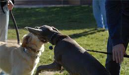 狗狗打架该怎么做？还不如防止狗狗打架，还能防止犬受伤