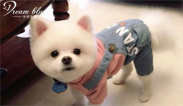 如何解决宠物狗美容美发问题