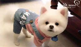 如何解决宠物狗美发问题