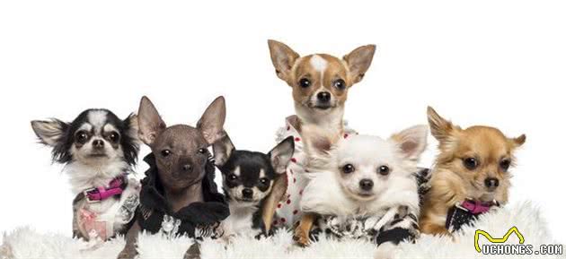 柯基犬好养吗柯基犬多少钱一只？这6种狗狗的体型小但价格不便宜
