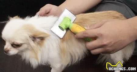 宠物为什么会掉毛，分清生理性和病理性原因，能够有效预防