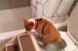 让狗狗使用马桶排泄是否正确？