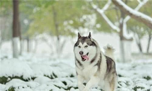 狗狗喜欢下雪的原因及雪天遛狗注意事项