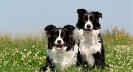 边境牧羊犬和澳洲牧羊犬，你更喜欢谁？