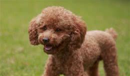 贵宾犬家庭美容方法，你不能不知