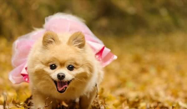 俊介犬多少钱一只和博美有什么区别