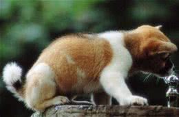 狗狗肠胃炎吃什么药重视肠胃炎护理