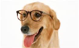 狗狗不吃犬粮！饲养宠物狗狗不吃犬粮的原因分析