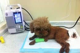 怎么判别一只狗狗健不健康？很简单看这5点就清楚