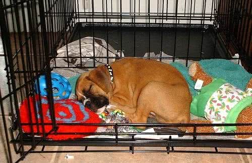 狗狗不喜欢笼子一直叫？这4个小技巧，让犬安静呆在笼里