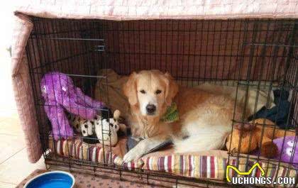 狗狗不喜欢笼子一直叫？这4个小技巧，让犬安静呆在笼里