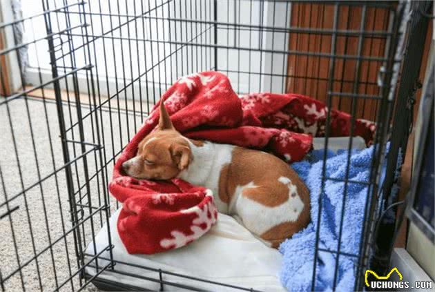 狗狗不喜欢笼子一直叫？这4个小技巧，让犬安静呆在笼里