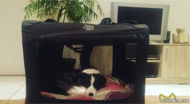 狗狗不喜欢笼子一直叫？这4个小技巧，让犬安静呆在笼里