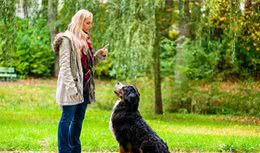 养狗的人真的懂得什么是训犬吗？看完以下几点，秒变专业人士