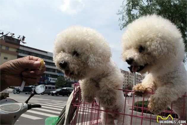 23个比熊犬养护常识注意事项，看完养狗没烦恼