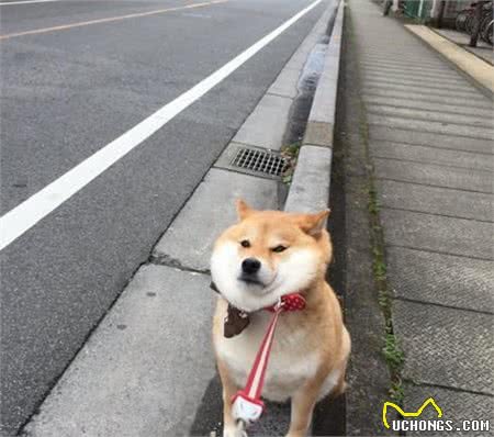 犬的品种不会决定性格！第一次养狗，别选错了